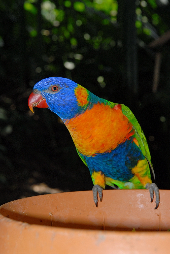 0714 Birdworld Kuranda.jpg